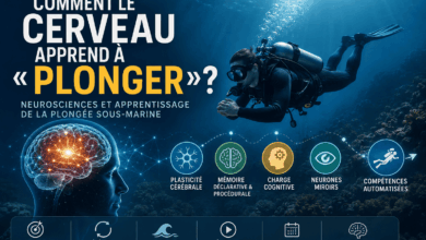 Comment le cerveau apprend à « plonger » ?